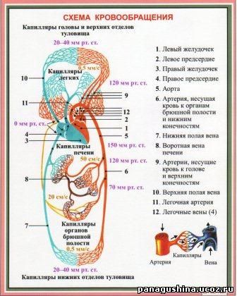 Тех карта дыхание и кровообращение 3 класс