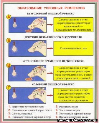 Схема формирования и угасания условного рефлекса